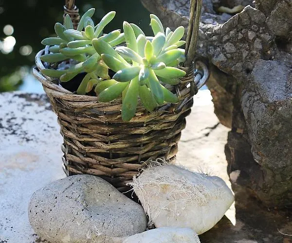 Roso * Gradac (Split-Dalmatia)