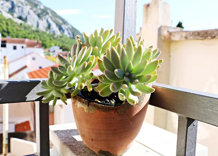 Roso * Gradac (Split-Dalmatia)